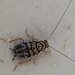 Little Gem Cockroach - Photo (c) Clayton Bownds, some rights reserved (CC BY-NC), uploaded by Clayton Bownds