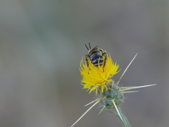 Svastra obliqua expurgata