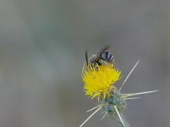 Svastra obliqua expurgata