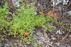 Paronychia chartacea chartacea