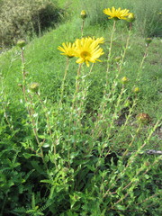 Grindelia inuloides