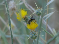 Svastra obliqua expurgata
