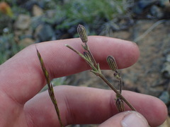 Silene grayi