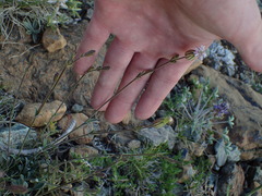 Silene grayi