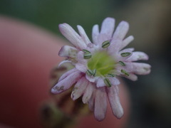 Silene grayi