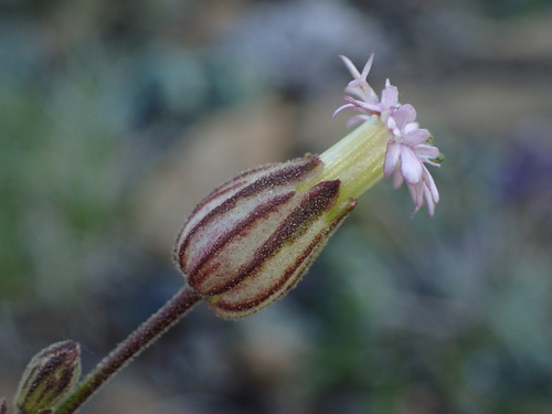 Silene grayi, 2019-07-26
