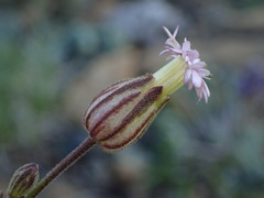 Silene grayi