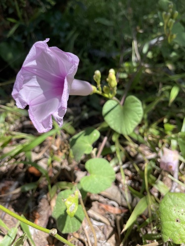 Ipomoea bonariensis