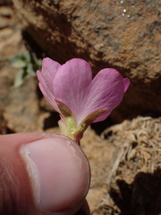 Epilobium siskiyouense