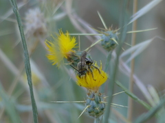 Svastra obliqua expurgata