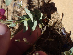 Epilobium siskiyouense