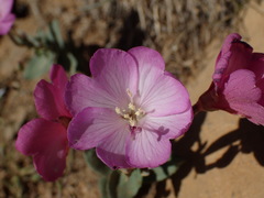 Epilobium siskiyouense