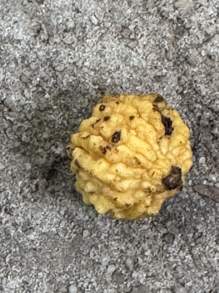 Plinia renatiana
