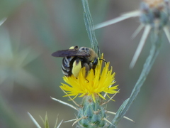 Svastra obliqua expurgata