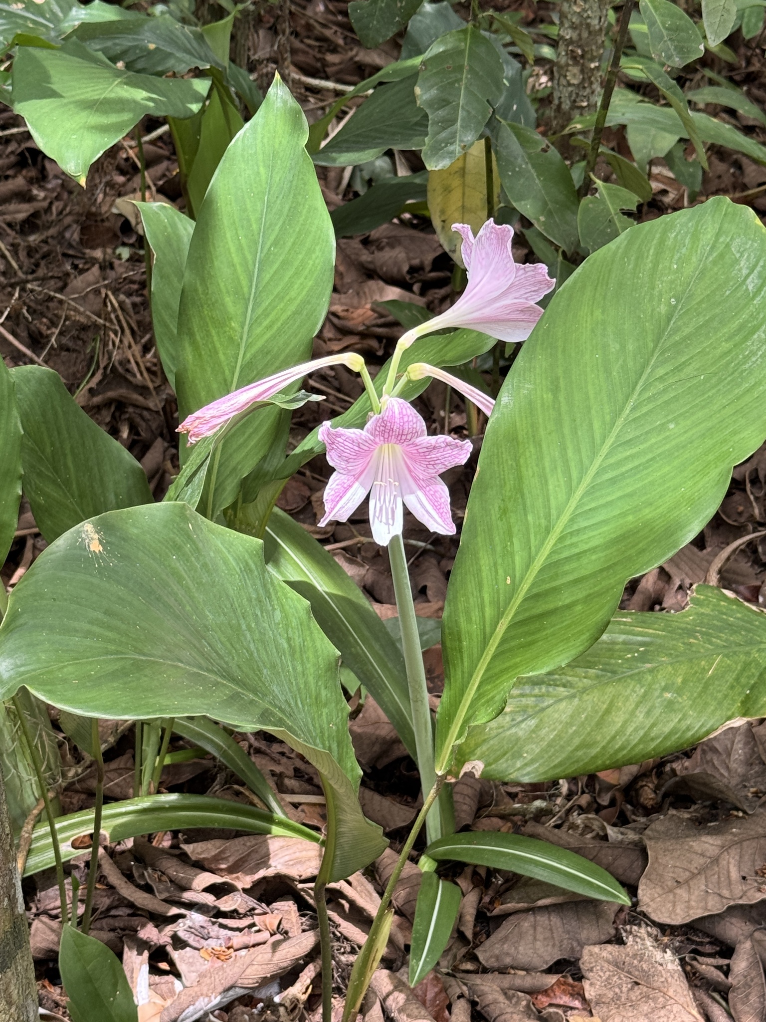 Imagem de Amaryllis