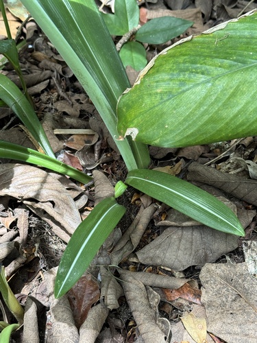 Foto de Amaryllis