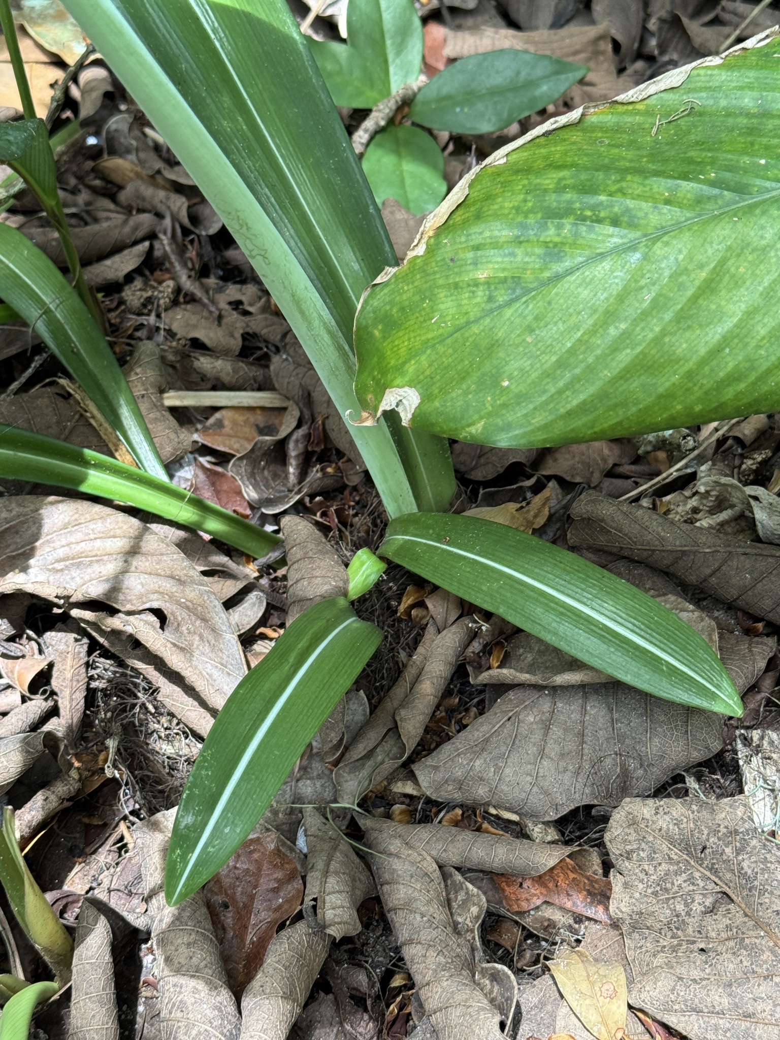 Imagem de Amaryllis