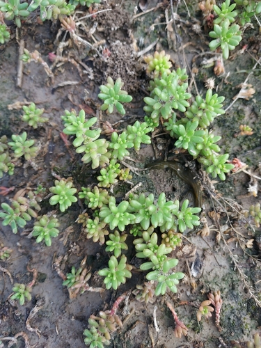 Portulaca gilliesii, photograph 3