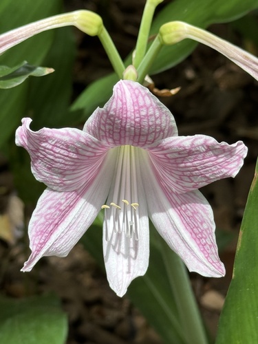 Foto de Amaryllis