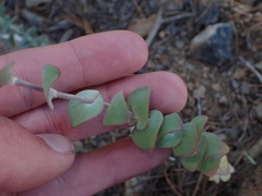 Streptanthus barbatus