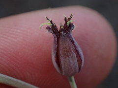 Streptanthus barbatus