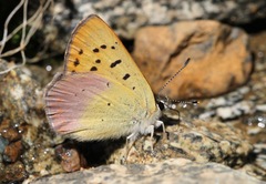 Tharsalea nivalis