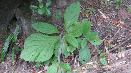 Calceolaria crenatiflora, photograph 4