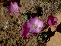 Epilobium siskiyouense