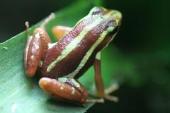 Phantasmal Poison Frog photo 5