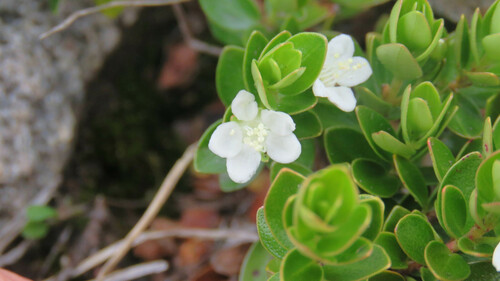 Myrteola nummularia, photograph 6