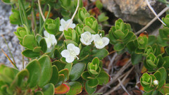 Myrteola nummularia, photograph (c) Ariadna Tripaldi, some rights reserved (CC BY)