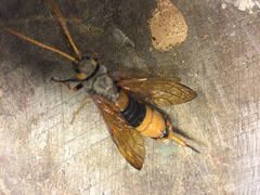 Urocerus gigas