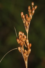 Juncus greenei