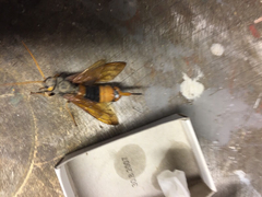 Urocerus gigas