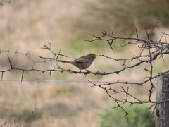 Schoeniophylax phryganophilus