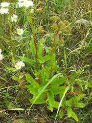 Hylotelephium maximum ruprechtii