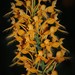 Platanthera ciliaris - Photo (c) Paul Marcum, algunos derechos reservados (CC BY-NC)