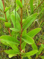 Hylotelephium maximum ruprechtii