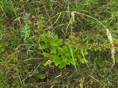 Hylotelephium maximum ruprechtii