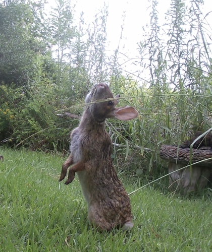 Swamp Rabbit photographed in Mississippi