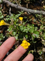 Erythranthe michiganensis