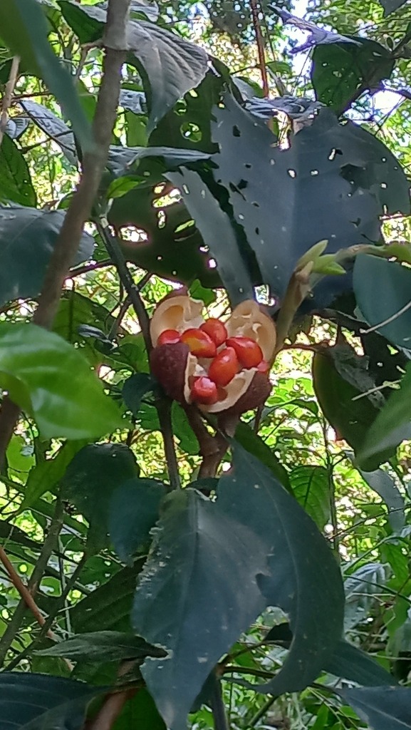 Foto de Cedro-branco
