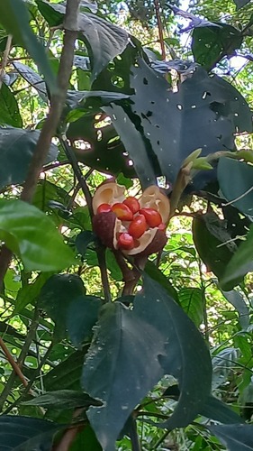 Cedro-branco