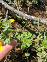 Erythranthe michiganensis