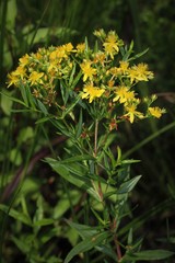 Hypericum adpressum