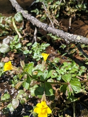 Erythranthe michiganensis