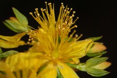 Hypericum adpressum
