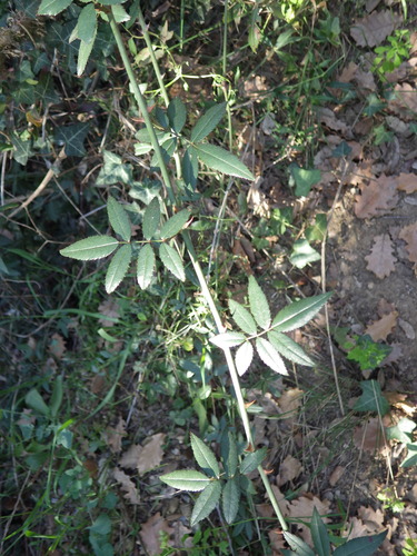 Image of Evergreen rose by (c) Pere Barnola, some rights reserved (CC BY-SA)