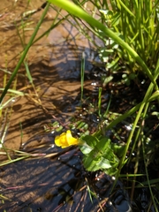 Erythranthe michiganensis