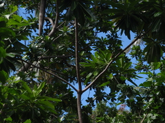 Erythrura pealii